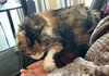 MIA - Offered by Owner - Friendly Calico Adult
