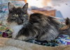 Luna - and her kitten Atlas - Young and Friendly