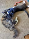 Luna - and her kitten Atlas - Young and Friendly