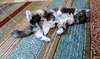 Luna - and her kitten Atlas - Young and Friendly