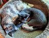 Luna - and her kitten Atlas - Young and Friendly