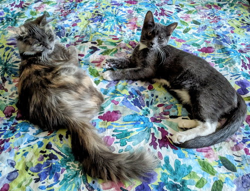 Luna - and her kitten Atlas - Young and Friendly