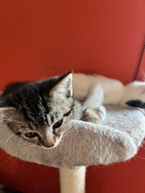 RONNIE - Needs a friend to play with!