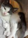 DIANA - Polydactyl - good with Dogs!