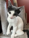 DIANA - Polydactyl - good with Dogs!