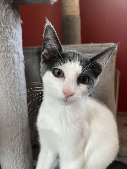 DIANA - Polydactyl - good with Dogs!