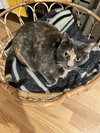 MISO - Offered by Owner - Young Gal