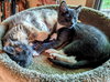 ATLAS - Would pair well with Luna (teen mom)