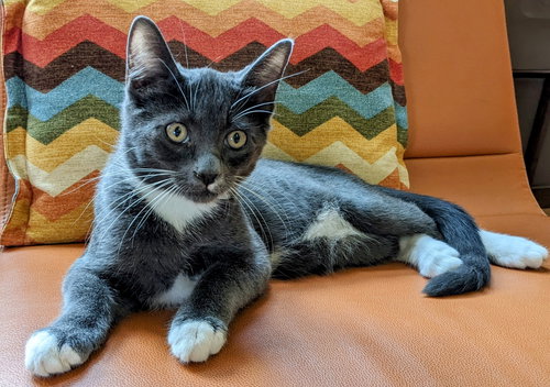 ATLAS - Would pair well with Luna (teen mom)