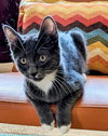 ATLAS - Would pair well with Luna (teen mom)