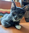 ATLAS - Would pair well with Luna (teen mom)