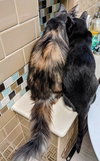 ATLAS - Would pair well with Luna (teen mom)