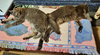 LUNA & STELLA - Bonded Young & Playful