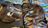 LUNA & STELLA - Bonded Young & Playful