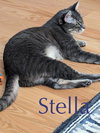 LUNA & STELLA - Bonded Young & Playful