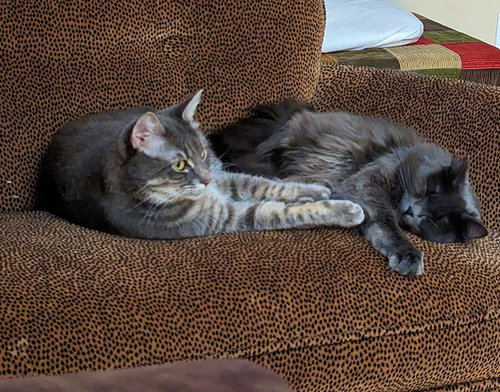 LUNA & STELLA - Bonded Young & Playful