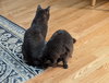 LUNA & STELLA - Bonded Young & Playful