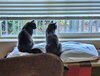 LUNA & STELLA - Bonded Young & Playful