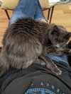 LUNA & STELLA - Bonded Young & Playful