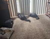 LUNA & STELLA - Bonded Young & Playful