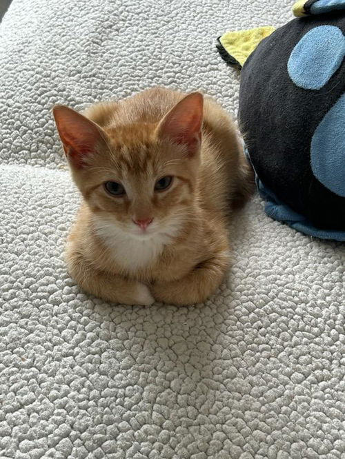 Dennis the Menace - Sweet, active kitten