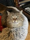 ABBY TABBY - Offered by Owner - Good with Dogs