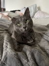 Indigo (Indie) Offered by Owner - Russian Blue mix