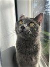 Indigo (Indie) Offered by Owner - Russian Blue mix