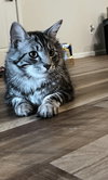 ASTA - Offered by Owner - Young male adult