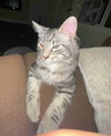 ASTA - Offered by Owner - Young male adult