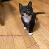 Absolute Love kittens ~ Elliot and Marlee Peepers