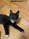 Absolute Love kittens ~ Elliot and Marlee Peepers