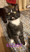 Absolute Love kittens ~ Elliot and Marlee Peepers