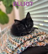 Absolute Love kittens ~ Elliot and Marlee Peepers
