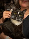 Absolute Love kittens ~ Elliot and Marlee Peepers