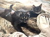 Absolute Love kittens ~ Elliot and Marlee Peepers