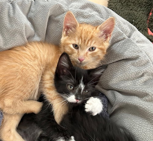 Chedda Bear & Ollie