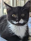 ANAHEIM & POBLANO - Sibling Kitten Pair