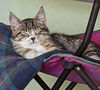 ANAHEIM & POBLANO - Sibling Kitten Pair