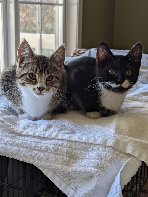 ANAHEIM & POBLANO - Sibling Kitten Pair