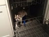KITTY - Offered by Owner - Ragdoll Mix
