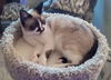 KITTY - Offered by Owner - Ragdoll Mix