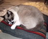 KITTY - Offered by Owner - Ragdoll Mix