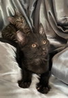 Cuddle Kittens - Offered by Owner - Pairs only