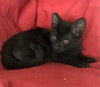 Cuddle Kittens - Offered by Owner - Pairs only