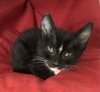 Cuddle Kittens - Offered by Owner - Pairs only