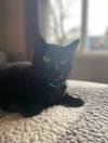 LUNA - Offered by Owner - Loves Children