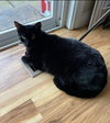 LUNA - Offered by Owner - Loves Children
