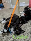 Emile and Castor - Bonded and playful