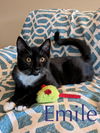 Castor & Emile 2 bonded brothers